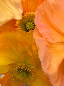 Composition - Fleurs, 2019 (photo) - Cécile Jamet