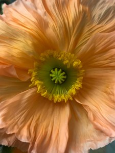 Composition - Fleurs, 2019 (photo)