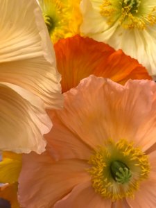 Composition - Fleurs, 2019 (photo)