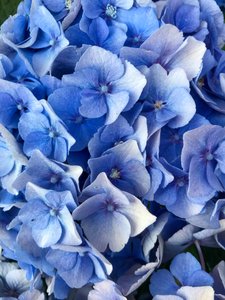 Composition - Fleurs, 2019 (photo) - Cécile Jamet