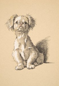 Pékinois, 1930, Illustrations de son carnet de croquis utilisé pour Just Among Friends, Aldin, Cecil Charles Windsor (1870-1935), publié plus tard par Eyre and Spottiswoode Limited, 1934 - Cecil Charles Windsor Aldin