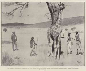 La girafe présentée à la reine par le roi Khama sur son sol natal avant le voyage en Angleterre, qui s
