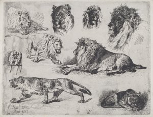 Étude de lions - Cesare Biseo