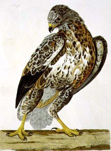 La Buse (Buteo buteo) planche de 