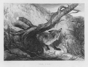 Le Renard (gravure) - Charles (after) Hancock