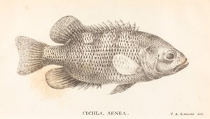 Cichla, Aenea - Charles Alexandre Lesueur