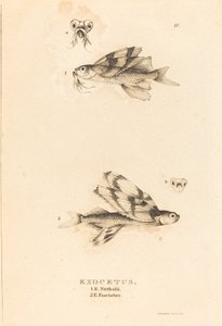Exocetus - Charles Alexandre Lesueur