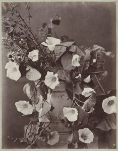 Étude de fleurs avec pot de Cologne