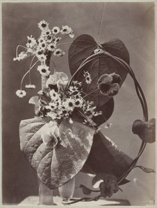 Étude de fleurs avec vases en verre
