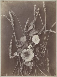 Étude de fleurs avec épis de blé