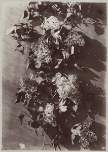 Étude de fleurs avec branches