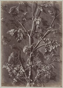Étude avec des branches