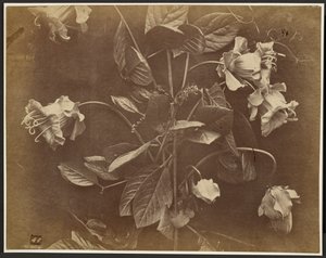 [Vigne fleurie] - Charles Aubry