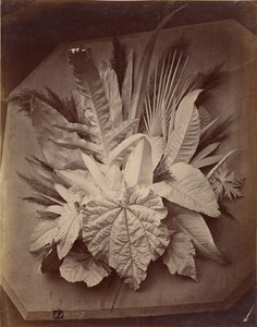 [Disposition des feuilles] - Charles Aubry
