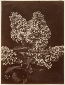 [Lilacs] - Charles Aubry