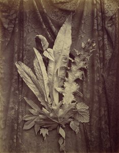 [Étude de feuilles sur un fond de dentelle florale] - Charles Aubry
