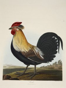 Coq, Phasianus, de 