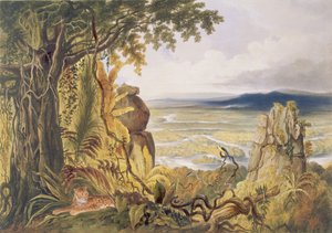 Le rocher Comuti ou Taquiare, sur la rivière Essequibo, de 