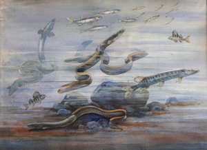 Poissons de mer, c.1907 - Charles Bernier