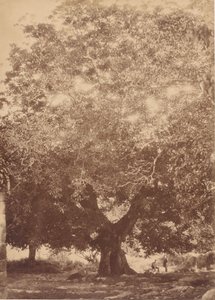 Le noyer de l