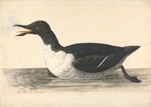 Un Guillemot, juin 1742 - Charles Collins