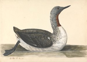 Plongeon à gorge rouge, juin 1742 - Charles Collins