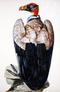 Un Vautour - Charles Collins