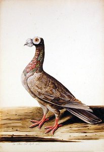 Un Tétras, Poule - Charles Collins