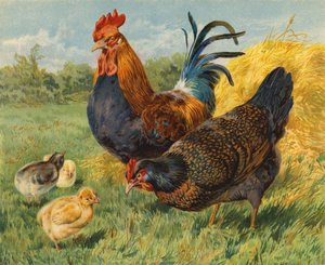 Poulets