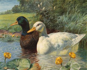 Canards