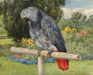 Perroquet gris (chromolithographie)