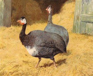 Pintades - Charles Collins