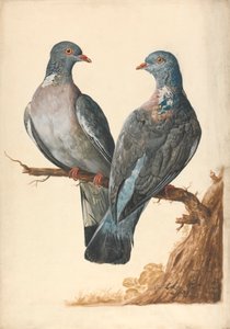Deux pigeons ramiers