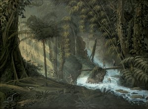 Forêt brésilienne