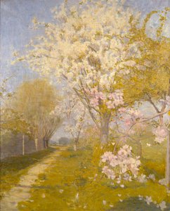 Fleurs de pommier à Dennemont