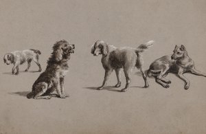 Études de chiens - Charles Cooper Henderson