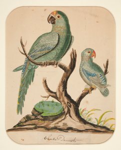 Deux perroquets sur un arbre stérile