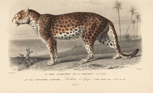 Leopard, from 