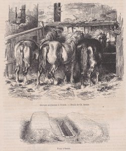 Chevaux percherons à l