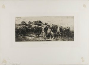 Vaches buvant