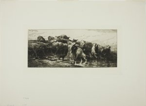 Vaches Buvant à la Rivière