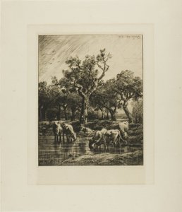 Vaches à un abreuvoir