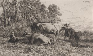 Vaches Néerlandaises