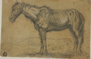 Cheval émacié (recto) ; Vue frontale d