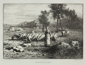 Troupeau de Cochons