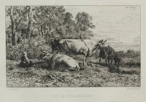 Vaches hollandaises