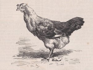 Poule française ordinaire, mauvaise pondeuse, du Magasin Pittoresque