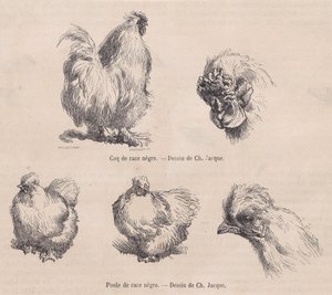 Coq et poule soyeux, du Magasin Pittoresque, septembre 1861 - Charles Emile Jacque