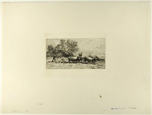 Attelage de bœufs