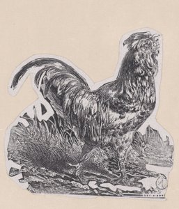 Le coq